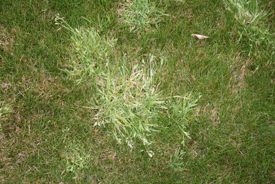 Boreal Alopecurus Taking Over My Lawn: How to Get Rid of This Invasive Weed